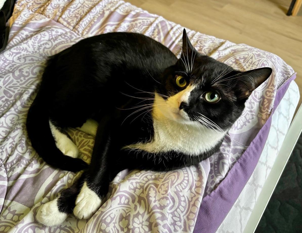 Enlarge Watson, an adopted Domestic Short Hair in Washington Grove, MD image 2/3