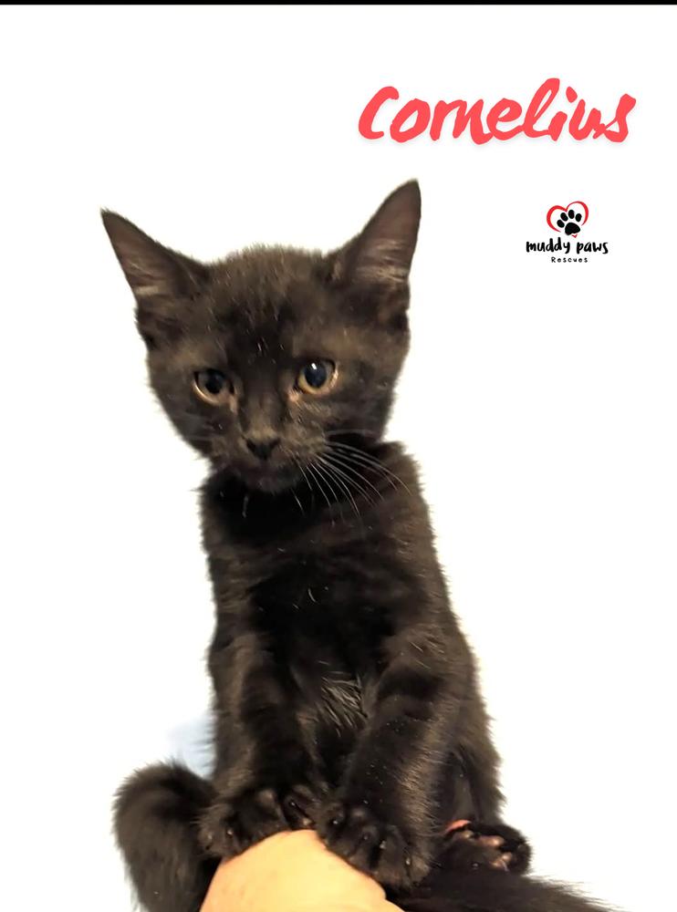 The Misfits: Cornelius photo