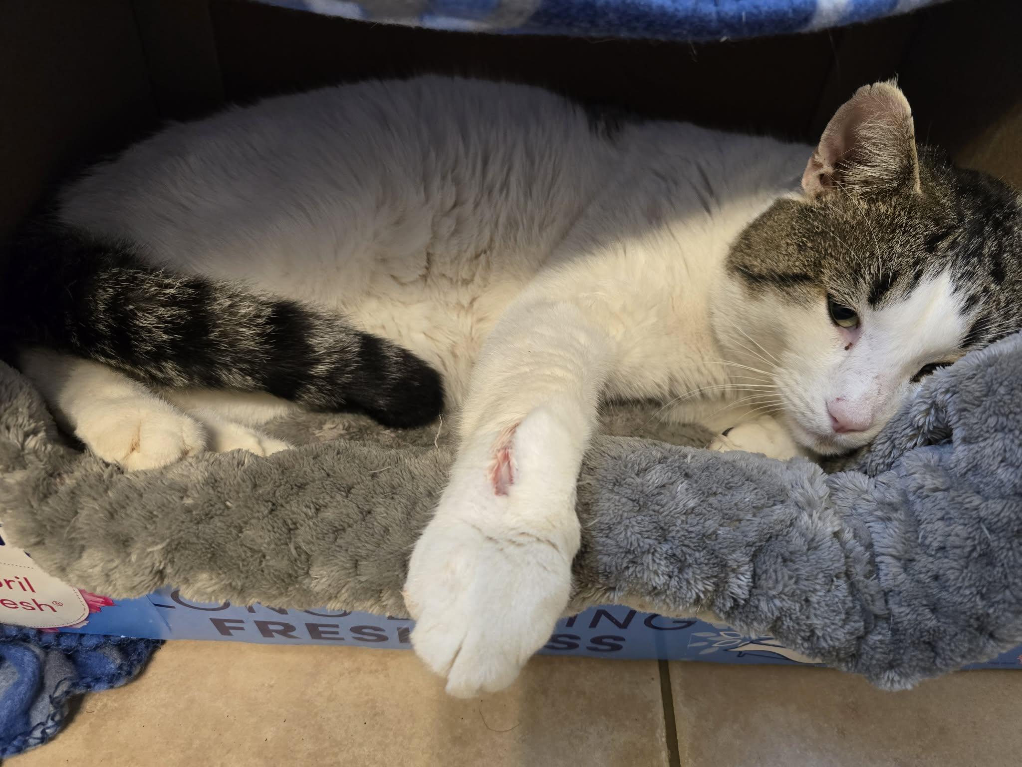 Enlarge Harley , a ADOPTABLE Domestic Short Hair in Enfield, CT image 2/4