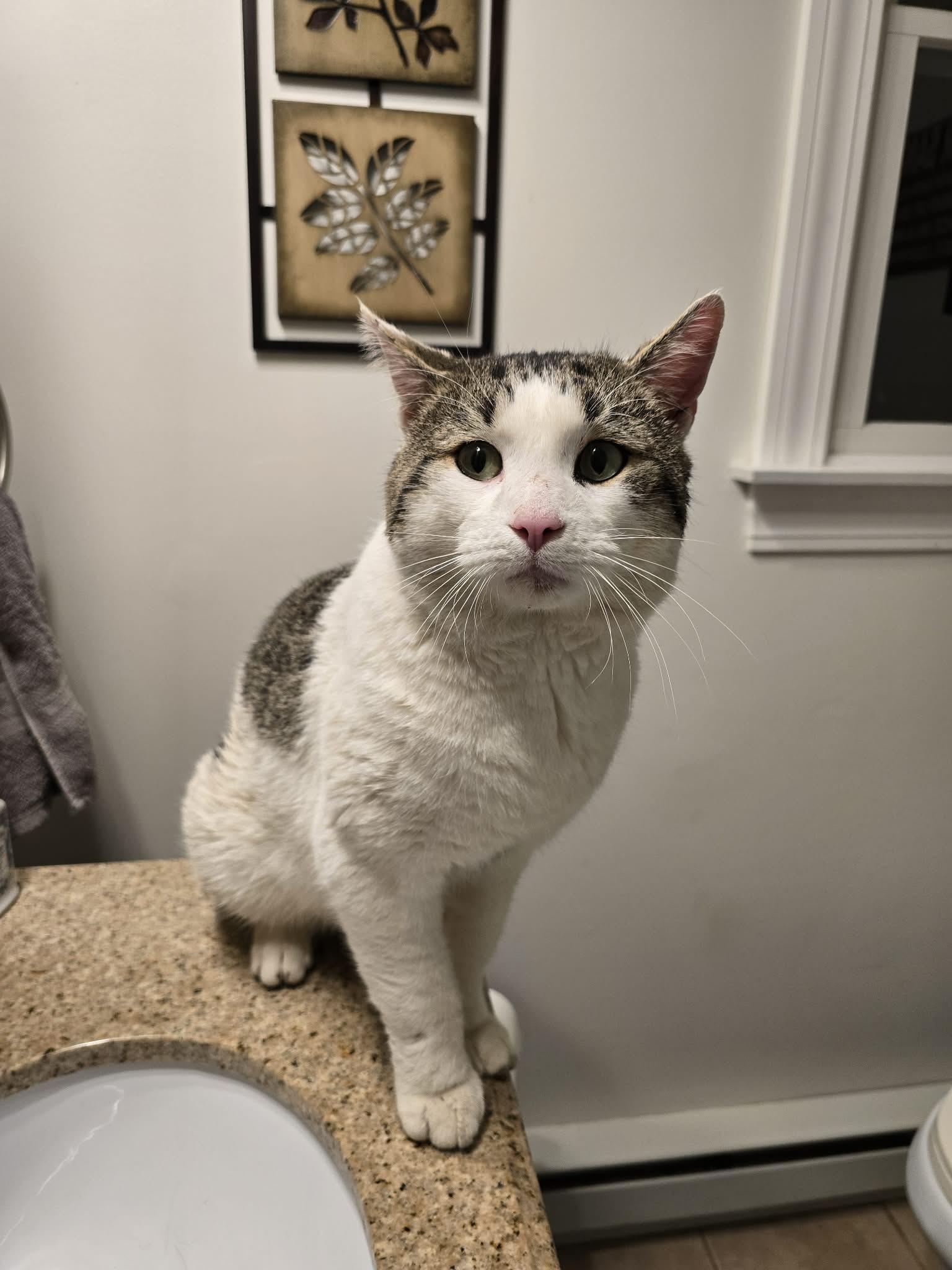 Harley , ADOPTABLE, Young Male Domestic Short Hair.