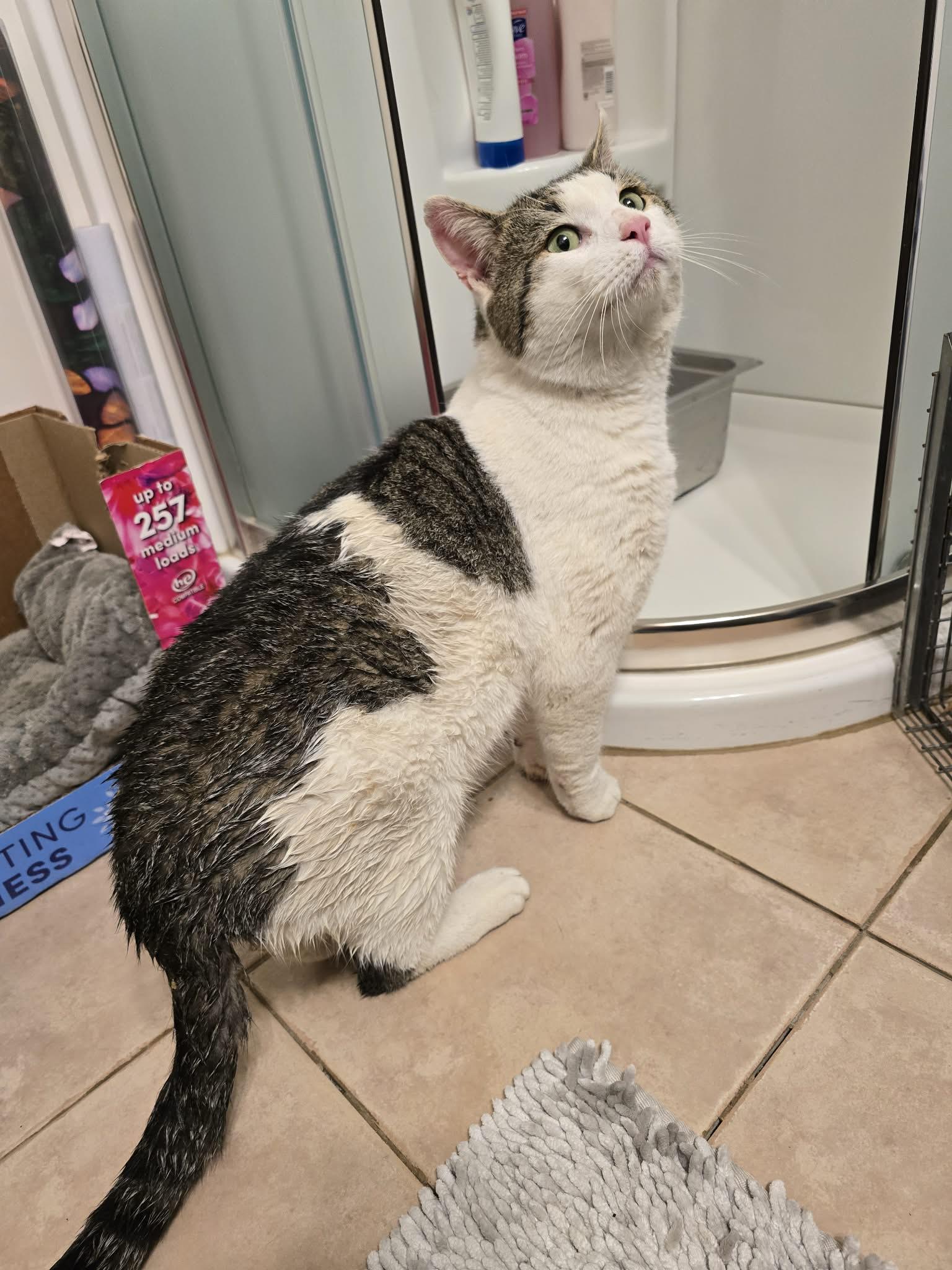 Enlarge Harley , a ADOPTABLE Domestic Short Hair in Enfield, CT image 4/4