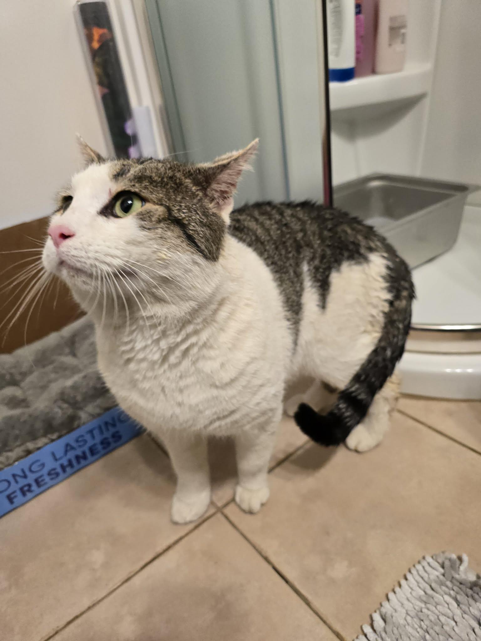 Enlarge Harley , a ADOPTABLE Domestic Short Hair in Enfield, CT image 3/4