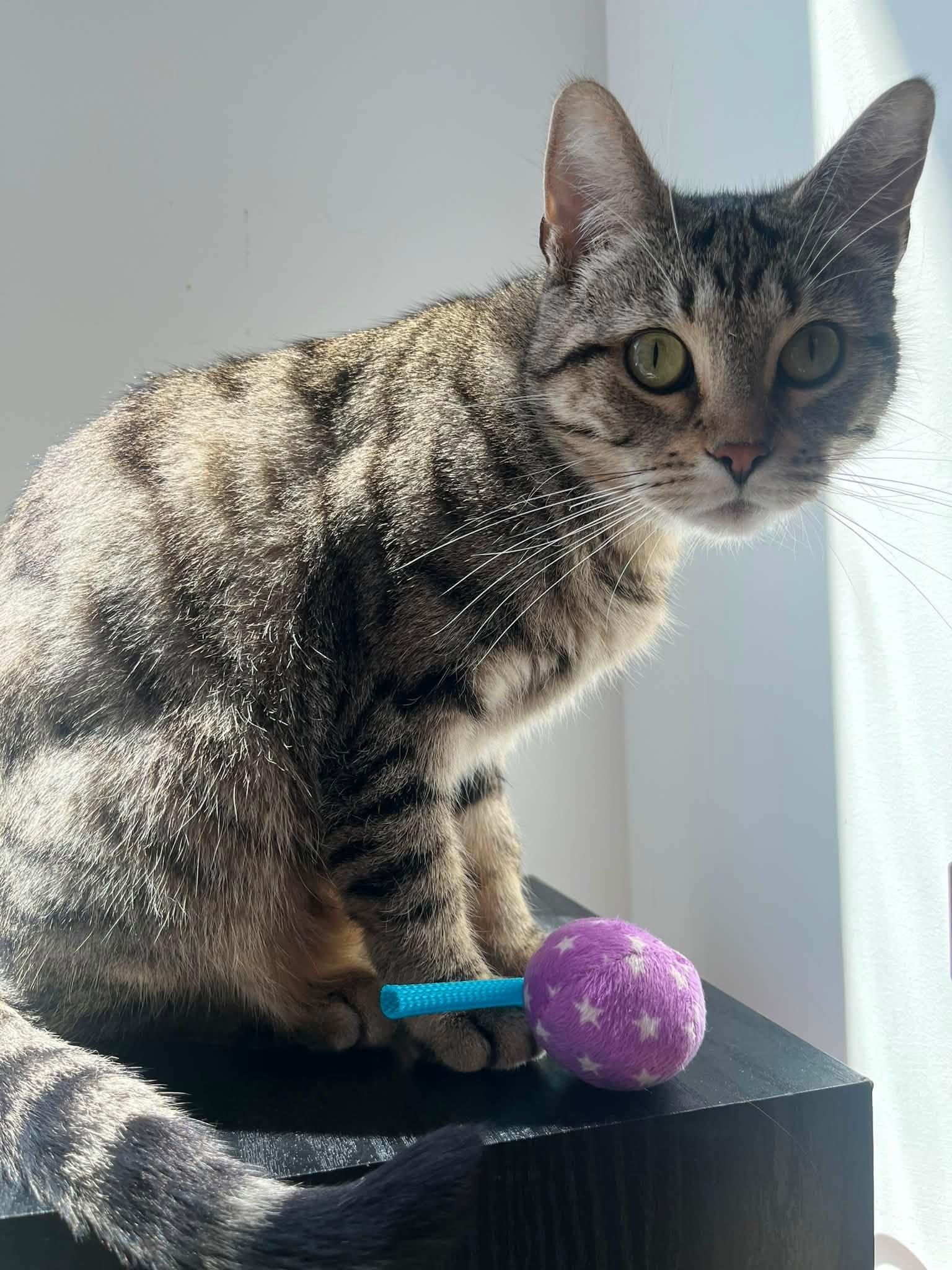 Enlarge Belle, a Adoptable Tabby in Montreal, QC image 2/6