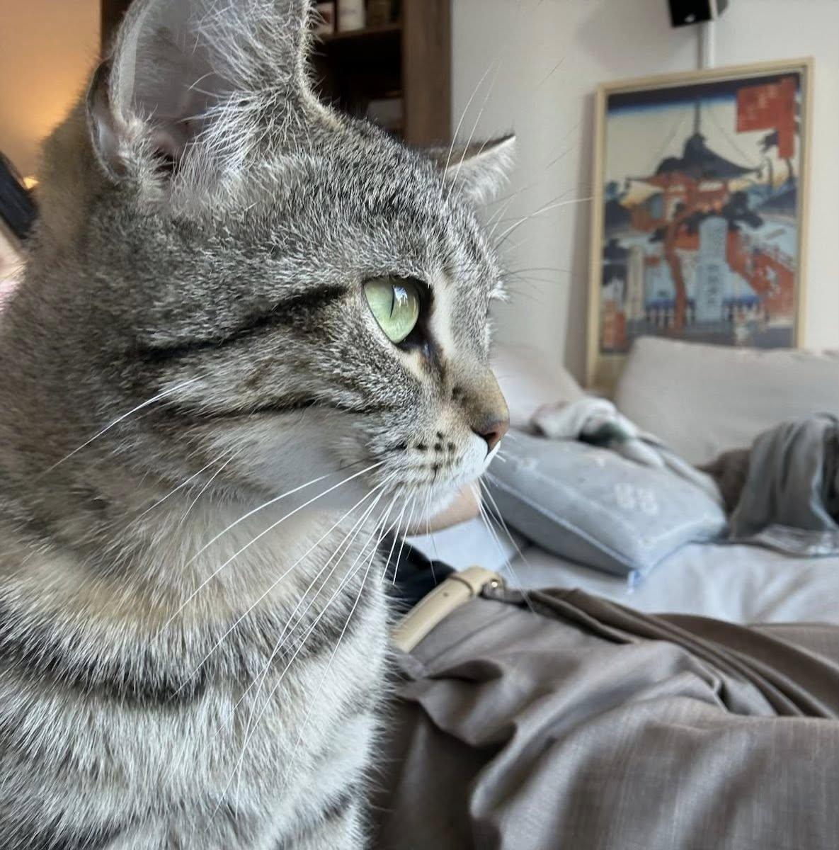 Belle, a ADOPTABLE Tabby in Montreal, QC image 5/6
