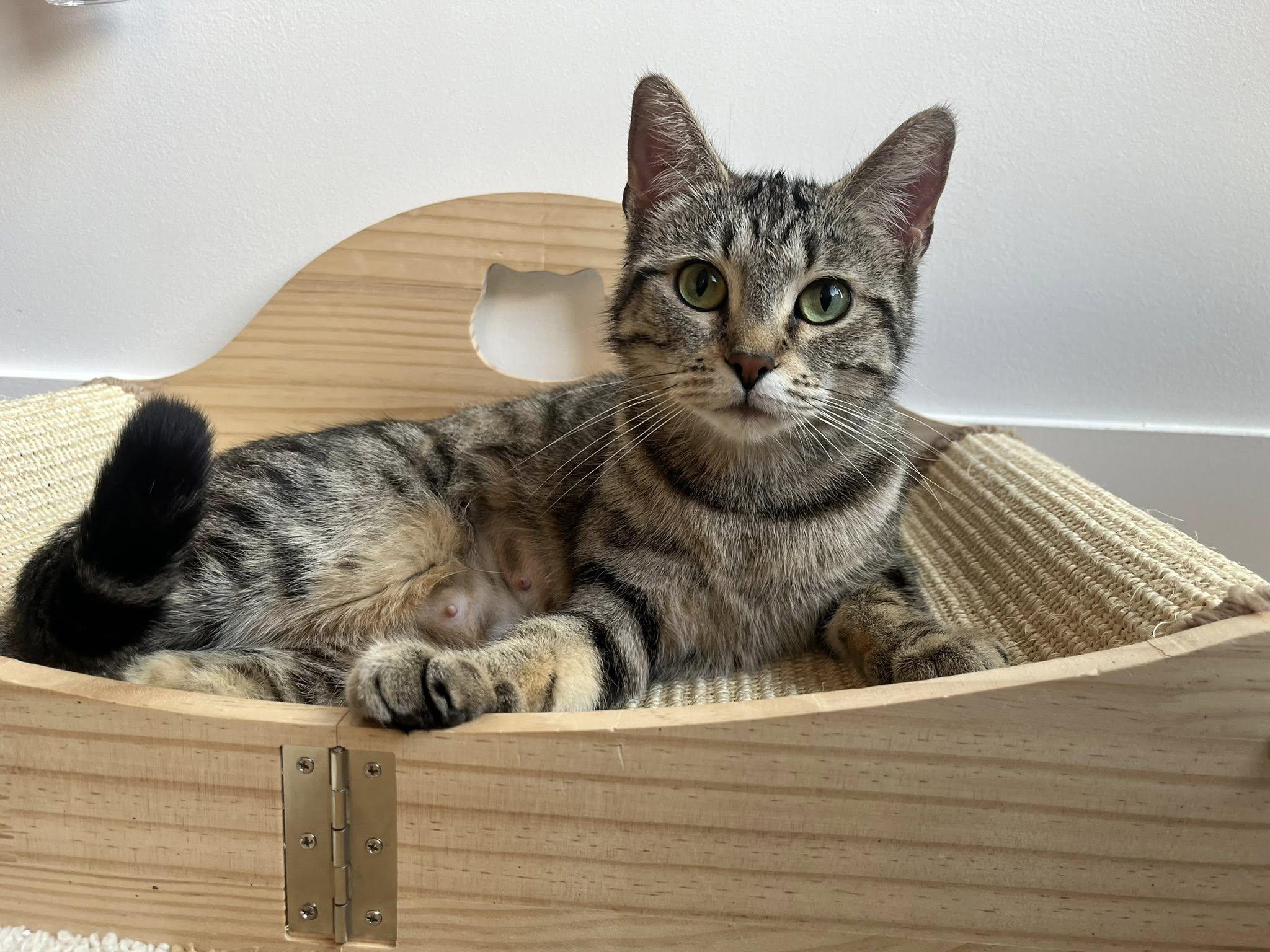Belle, a ADOPTABLE Tabby in Montreal, QC image 1/6