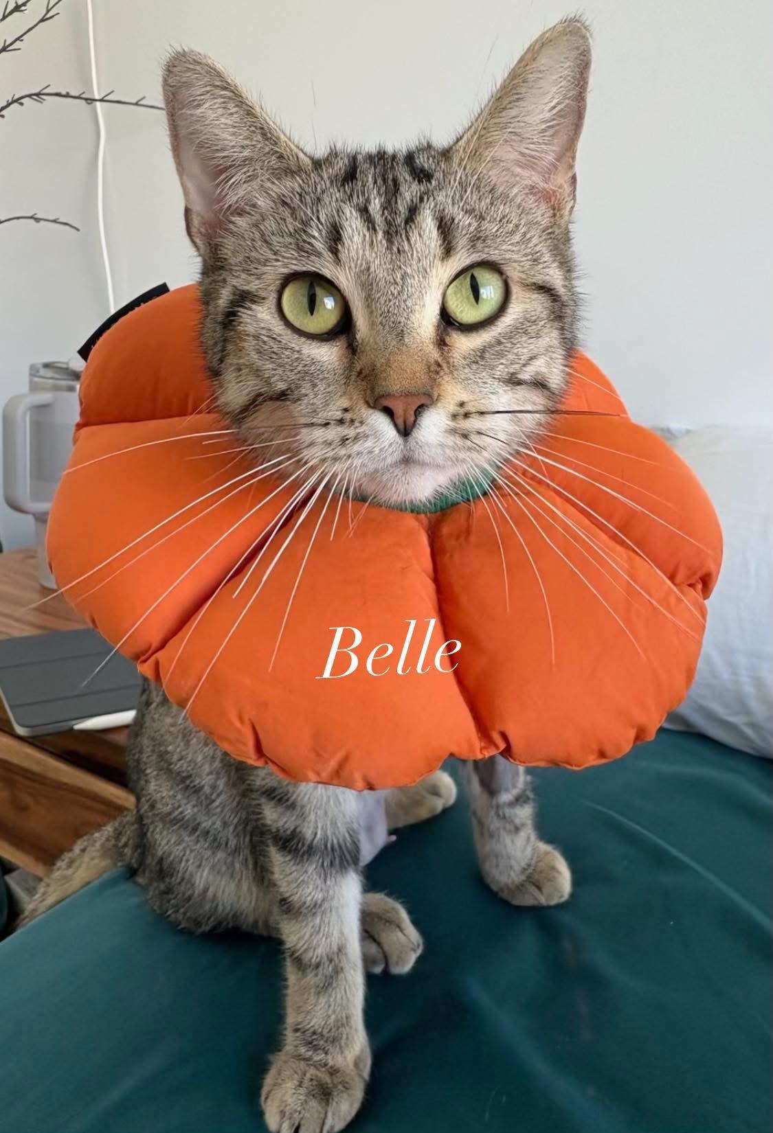 Belle, a ADOPTABLE Tabby in Montreal, QC image 6/6