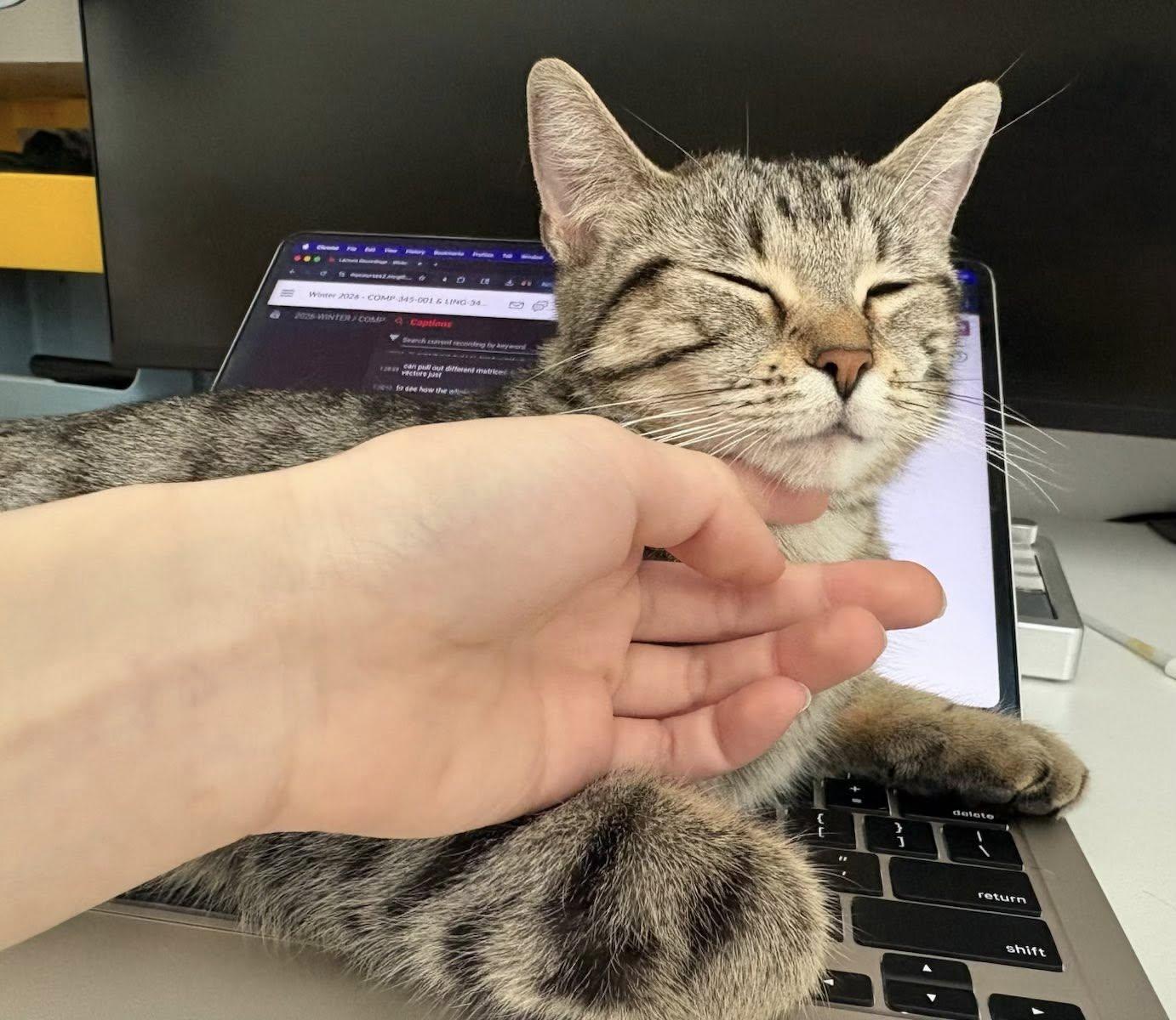 Belle, a ADOPTABLE Tabby in Montreal, QC image 2/6