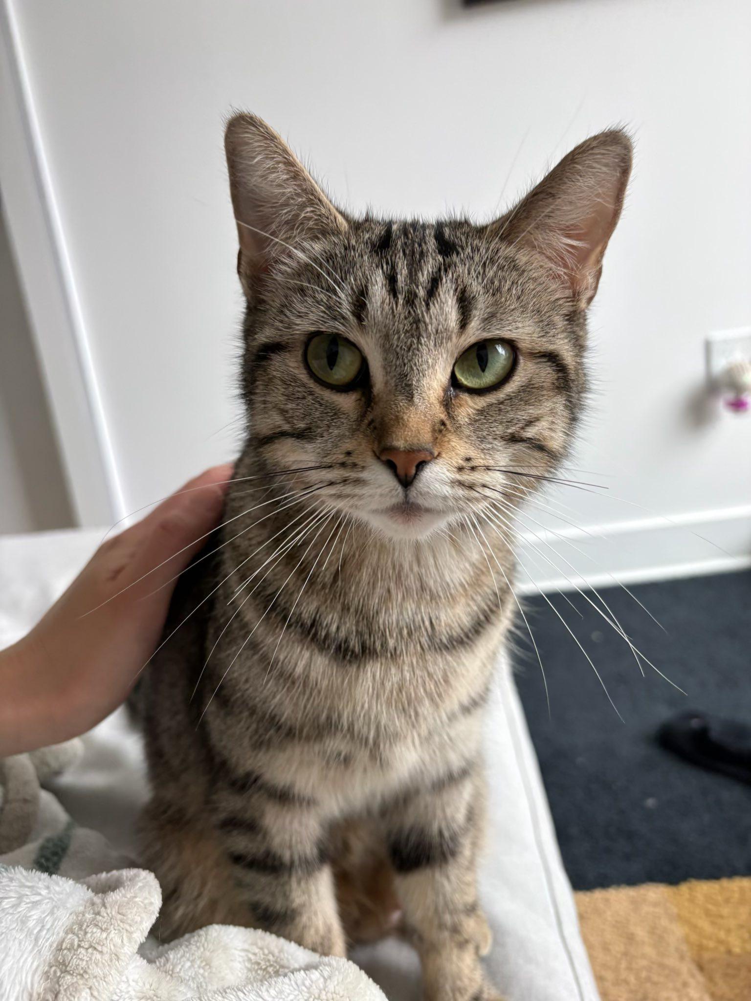 Belle, a ADOPTABLE Tabby in Montreal, QC image 3/6