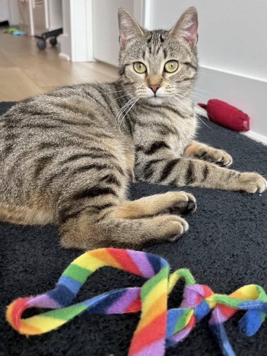 Belle, a ADOPTABLE Tabby in Montreal, QC image 4/6
