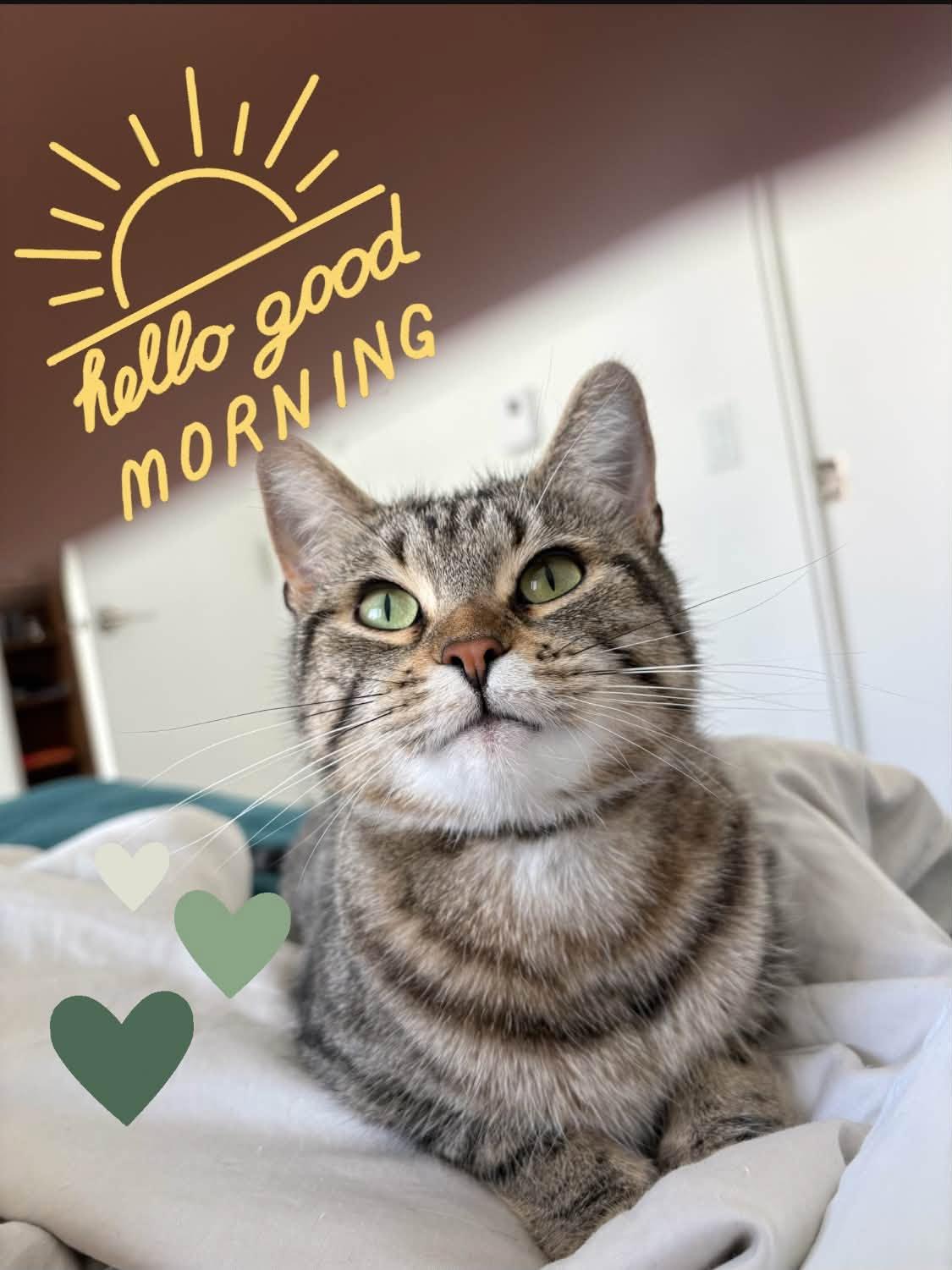 Enlarge Belle, a Adoptable Tabby in Montreal, QC image 1/6