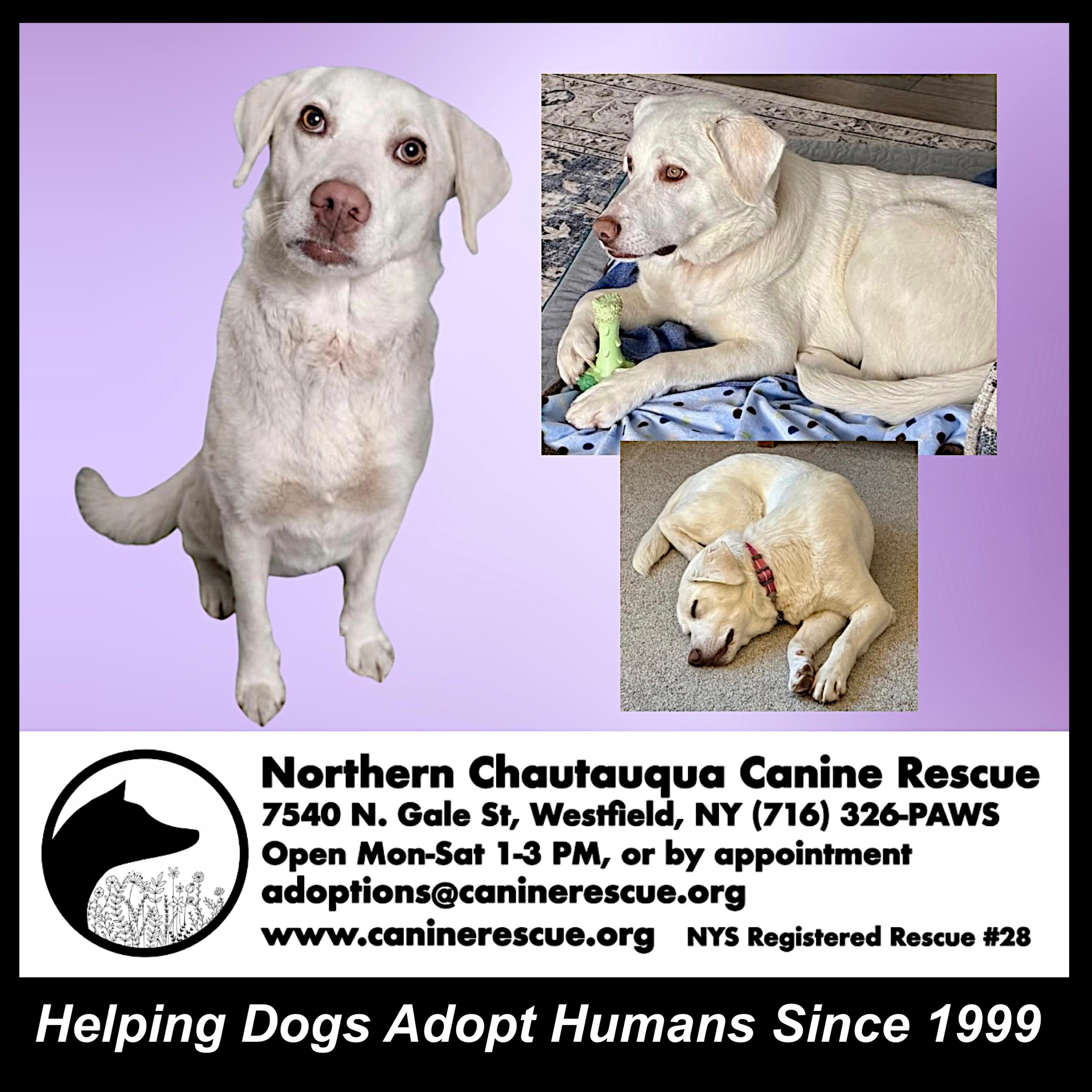 Enlarge Apricity , an adoptable mixed breed in Westfield, NY image 3/6