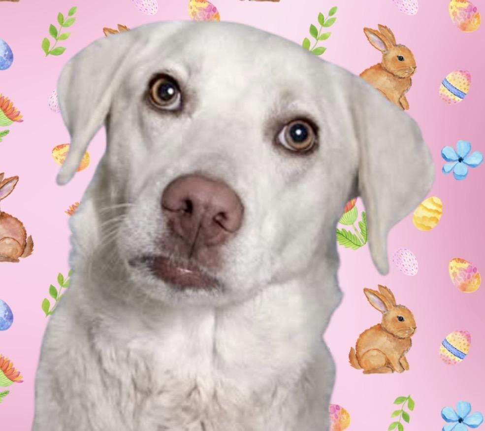 Apricity , adoptable, Young Female Labrador Retriever & Mixed Breed.