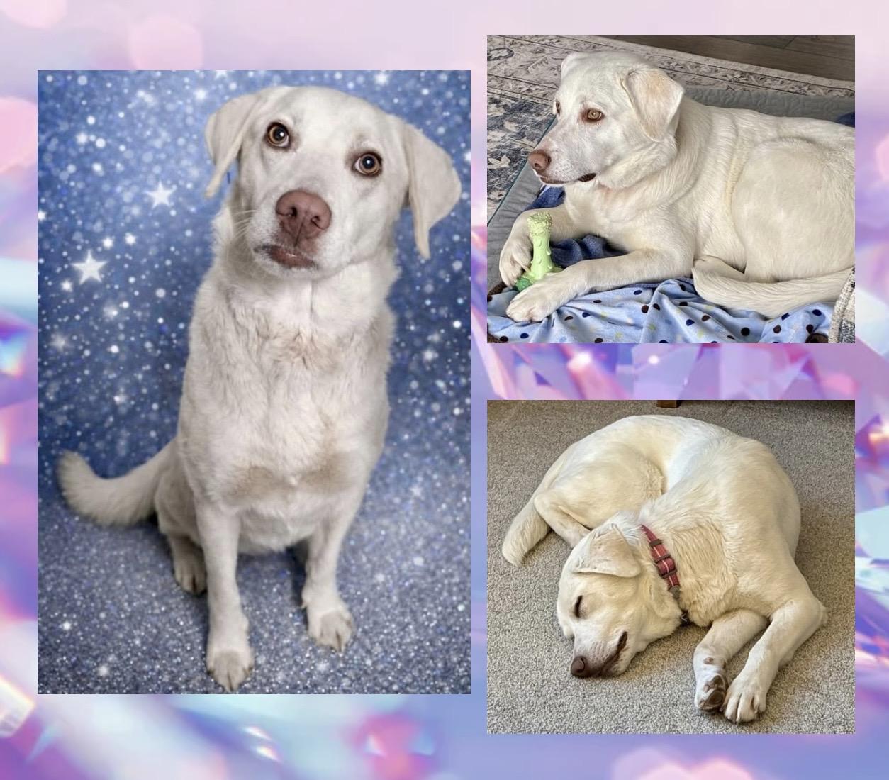 Enlarge Apricity , an adoptable mixed breed in Westfield, NY image 6/6