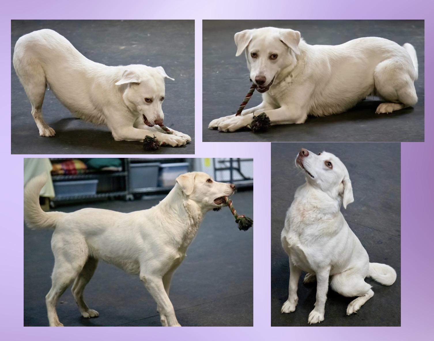 Enlarge Apricity , an adoptable mixed breed in Westfield, NY image 2/6