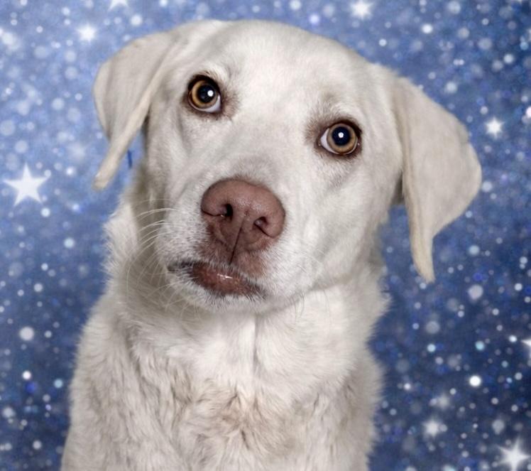 Enlarge Apricity , a ADOPTABLE mixed breed in Westfield, NY image 1/2