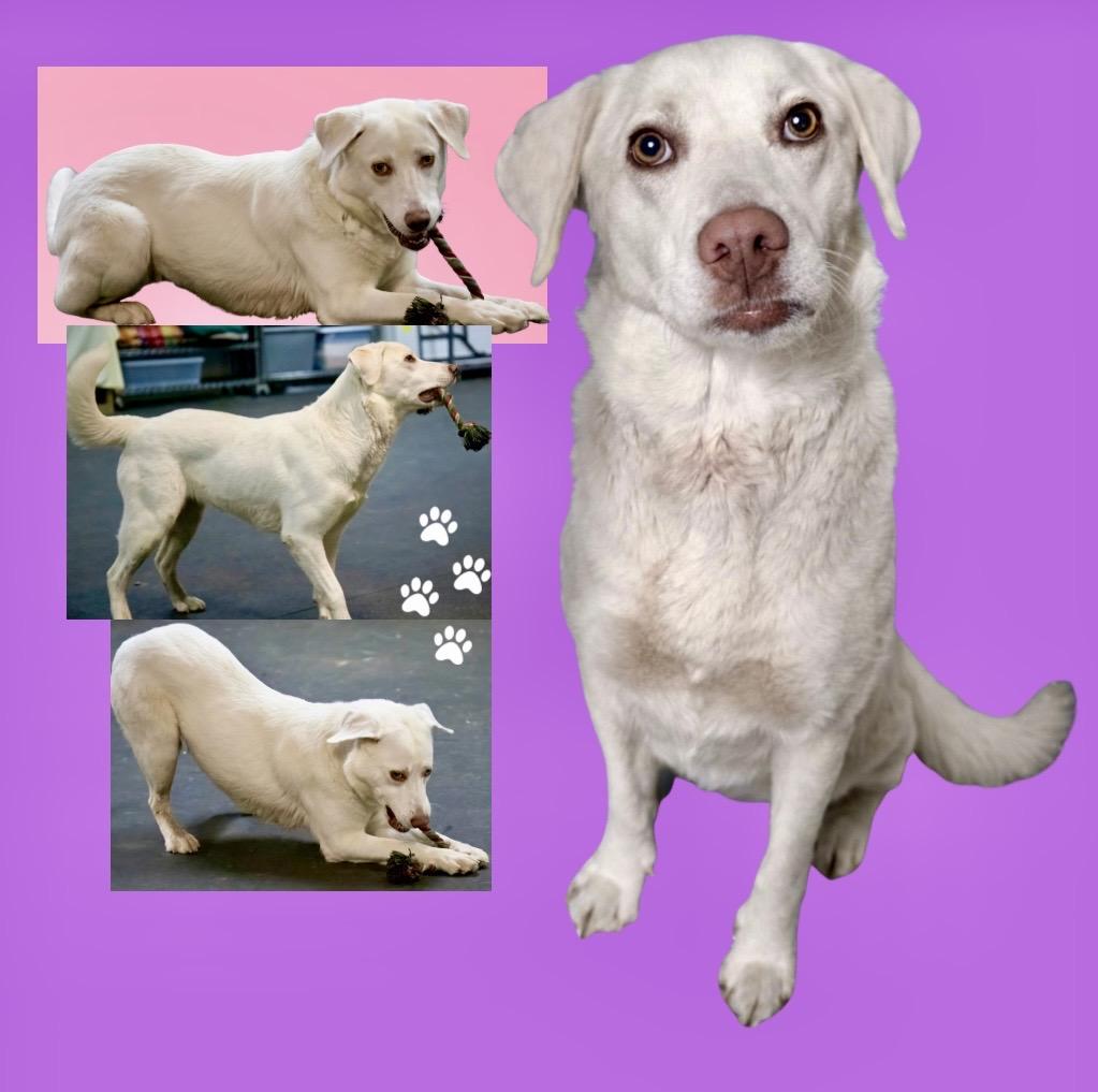 Enlarge Apricity , an adoptable mixed breed in Westfield, NY image 2/6