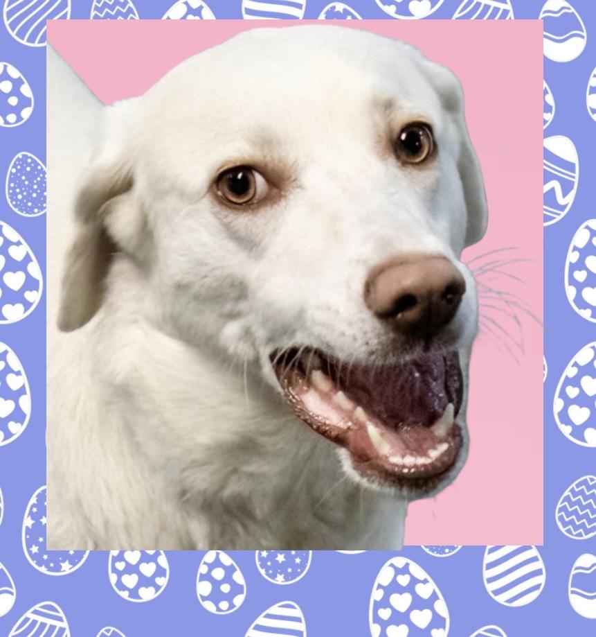 Enlarge Apricity , an adoptable mixed breed in Westfield, NY image 4/6