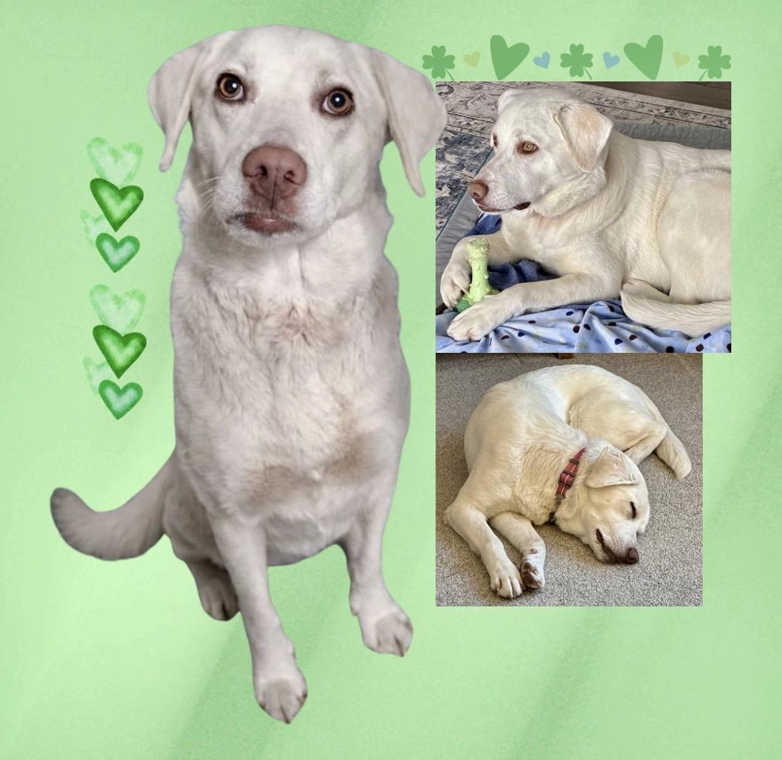 Enlarge Apricity , an adoptable mixed breed in Westfield, NY image 5/6