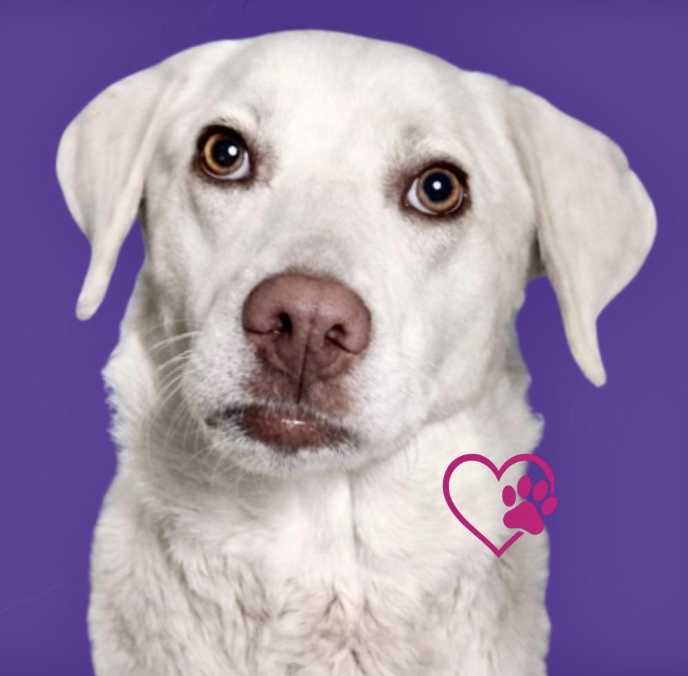 Apricity , adoptable, Young Female Labrador Retriever & Mixed Breed.