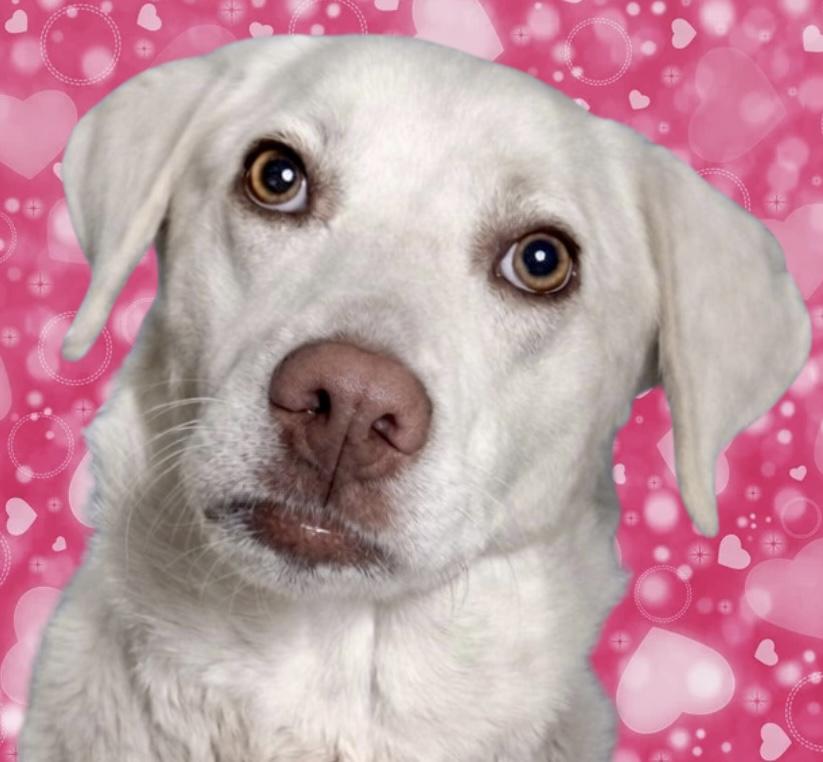 Apricity , ADOPTABLE, Young Female Labrador Retriever & Mixed Breed.