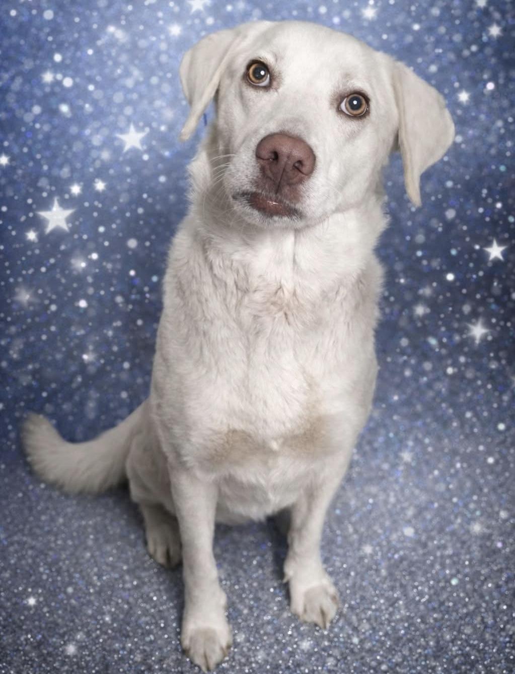 Enlarge Apricity , a ADOPTABLE mixed breed in Westfield, NY image 2/2