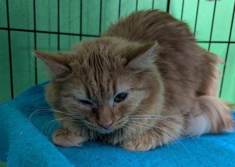 Enlarge Dolly, a Adoptable Domestic Medium Hair in Adrian, MI image 1/1
