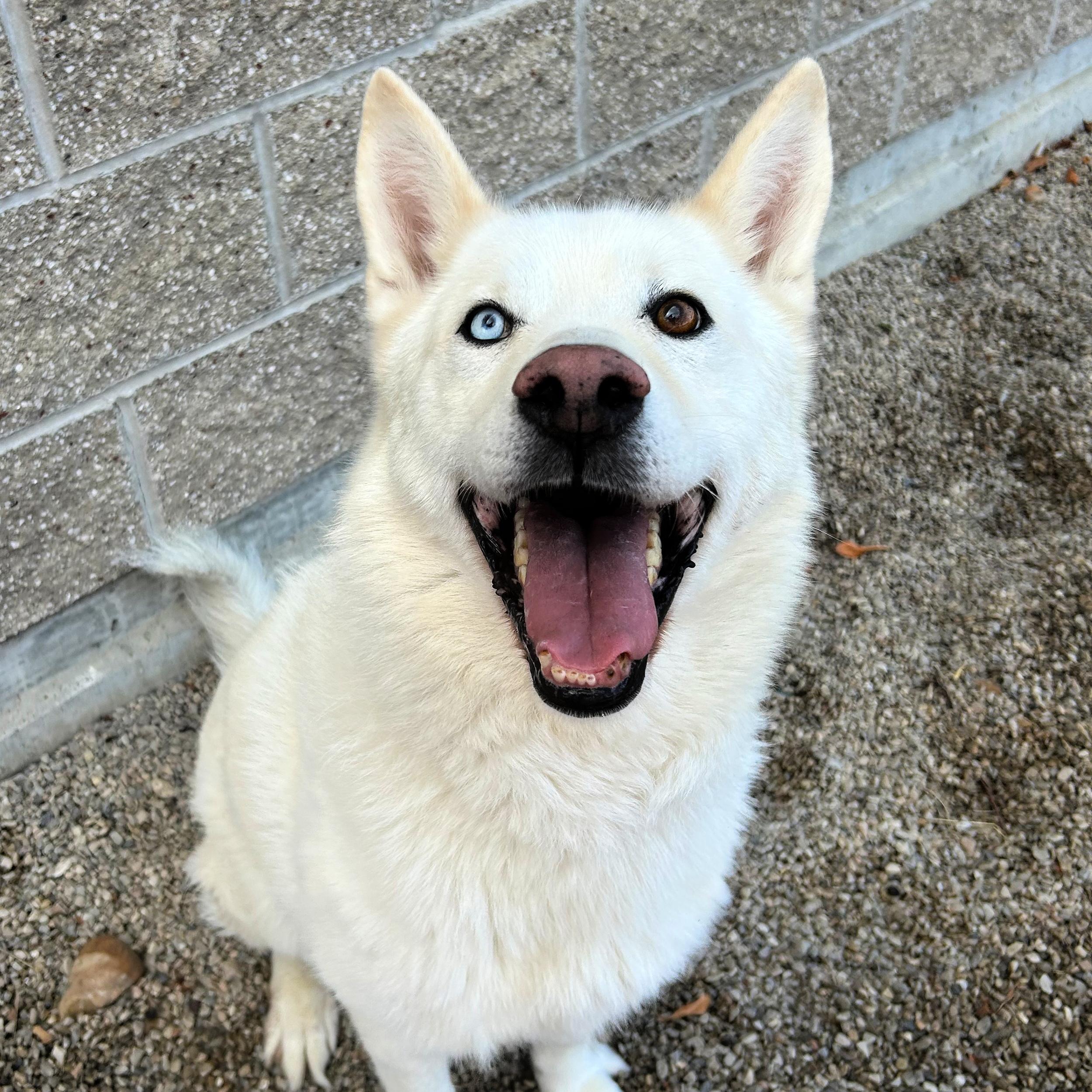 Kobe, a ADOPTABLE mixed breed in Lindon, UT image 1/5