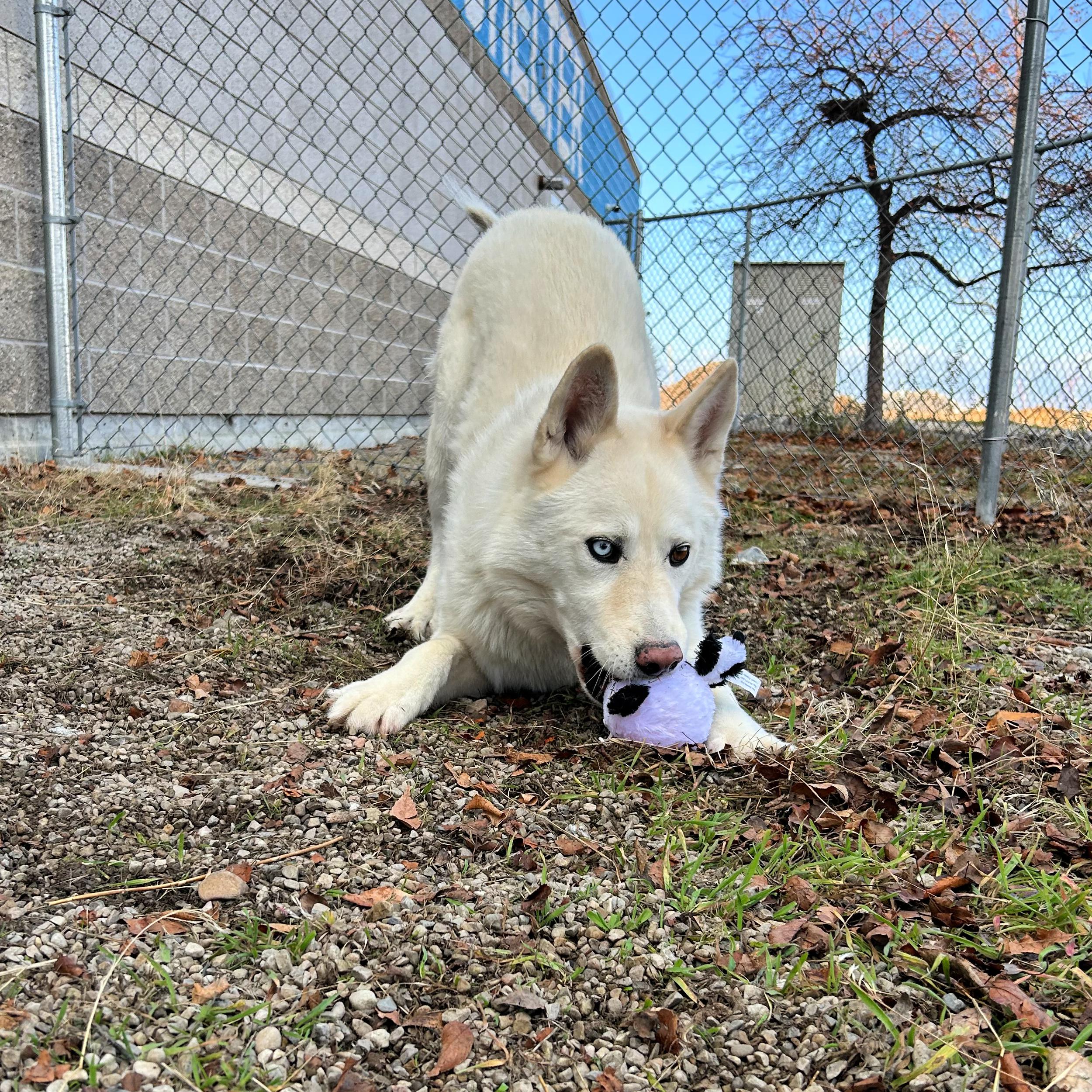 Kobe, a ADOPTABLE mixed breed in Lindon, UT image 2/5