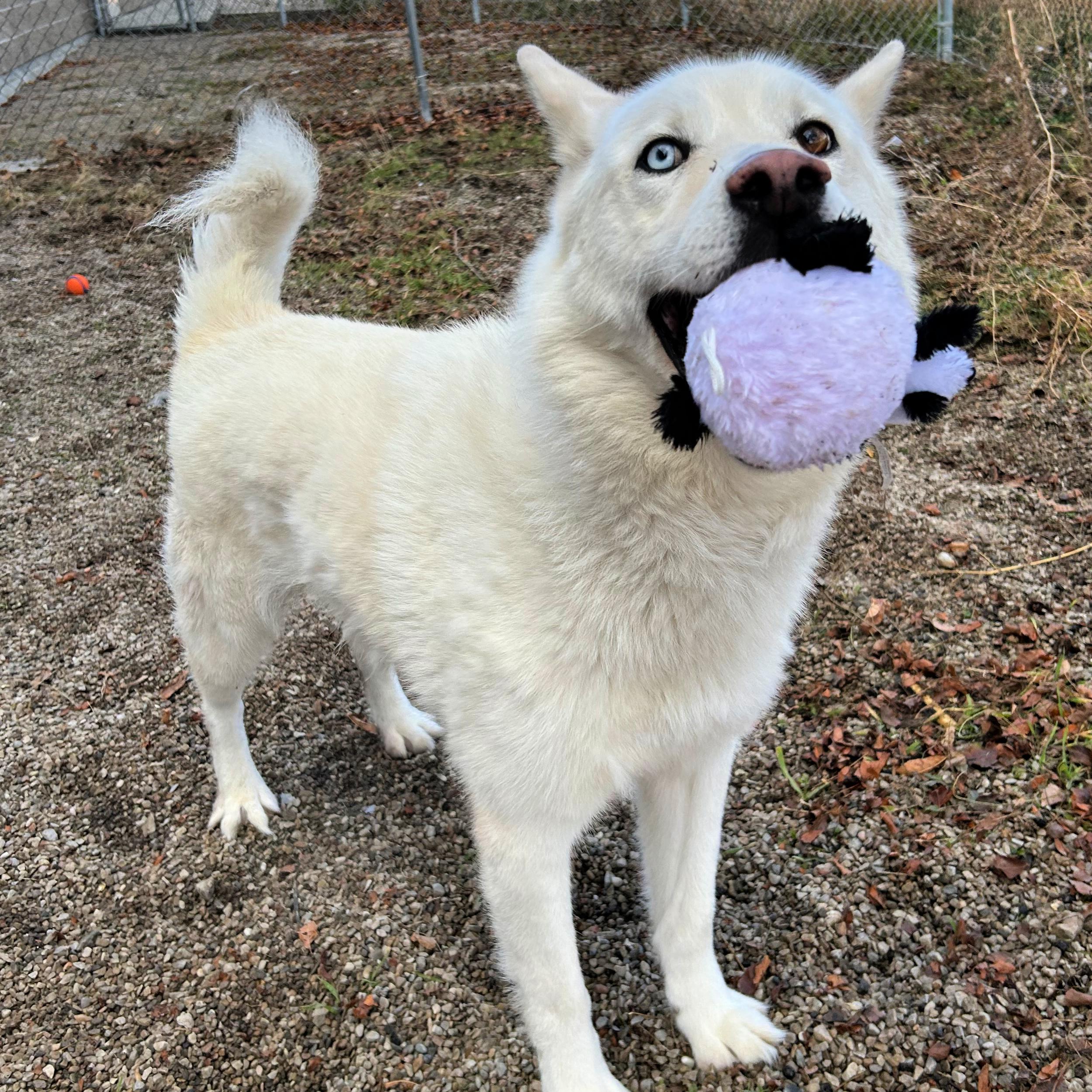 Kobe, a ADOPTABLE mixed breed in Lindon, UT image 3/5