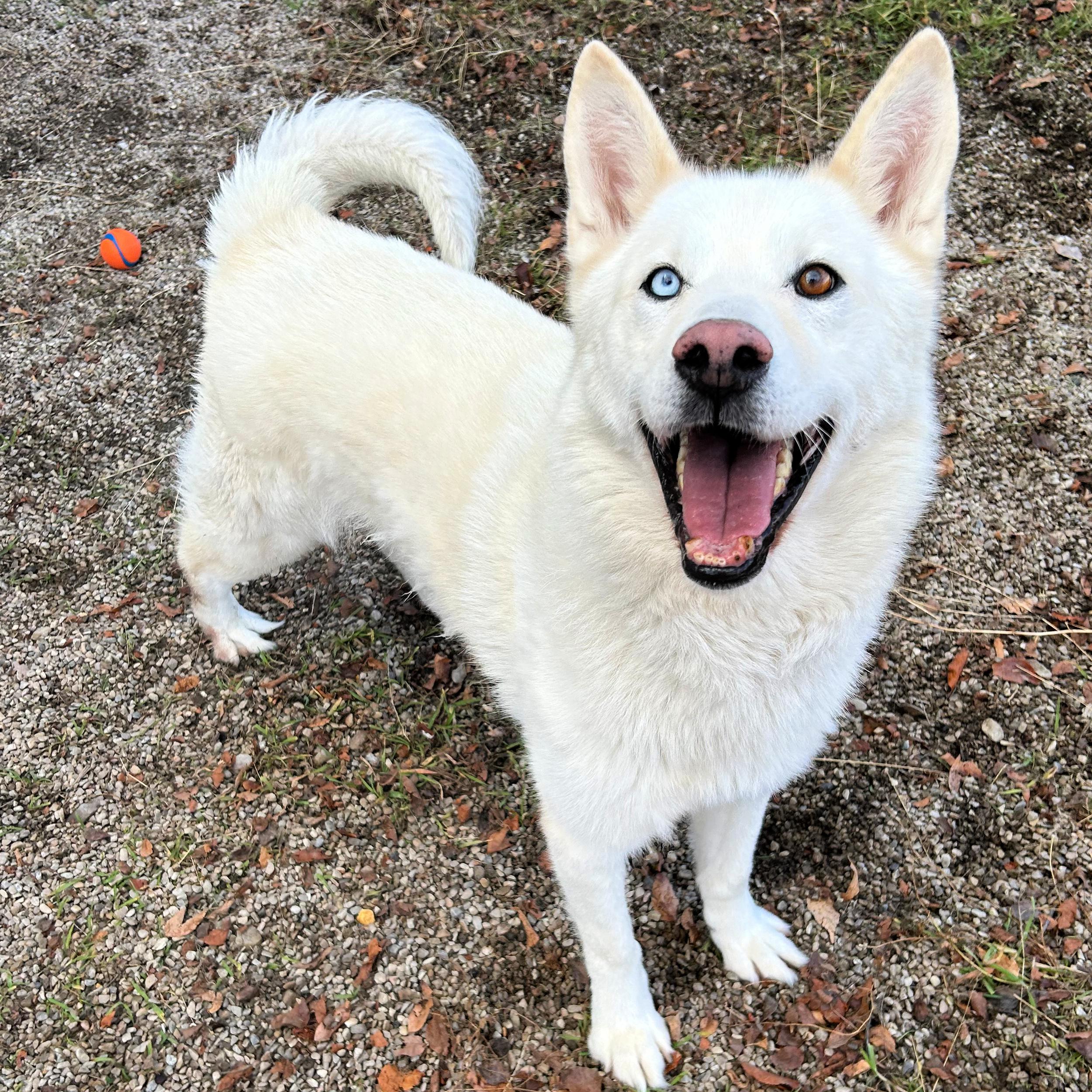 Kobe, a ADOPTABLE mixed breed in Lindon, UT image 4/5