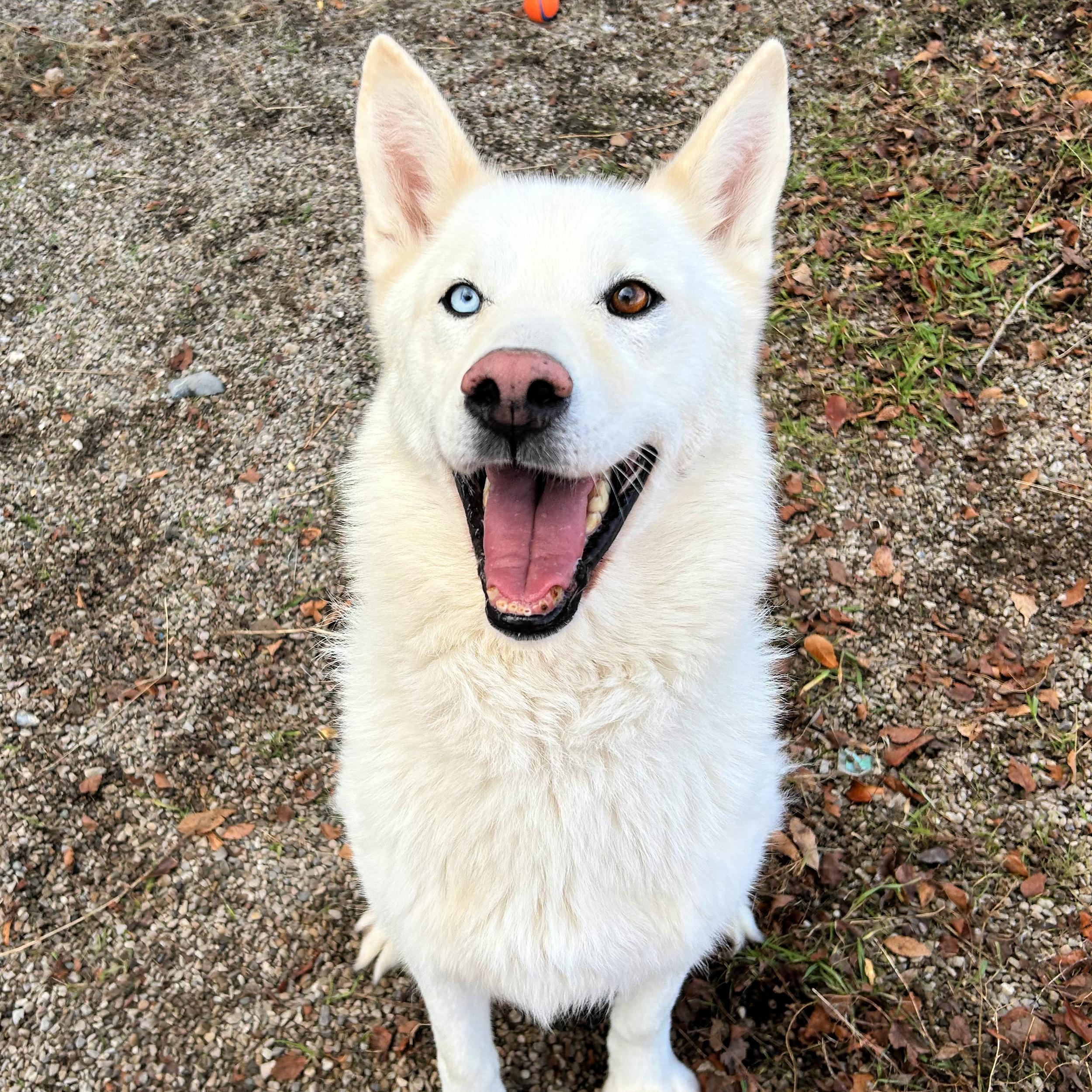 Kobe, a ADOPTABLE mixed breed in Lindon, UT image 5/5