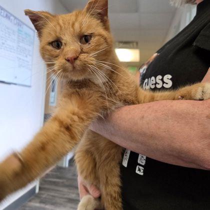 Rowdy, adopted, Adult Male Domestic Short Hair & Domestic Short Hair.