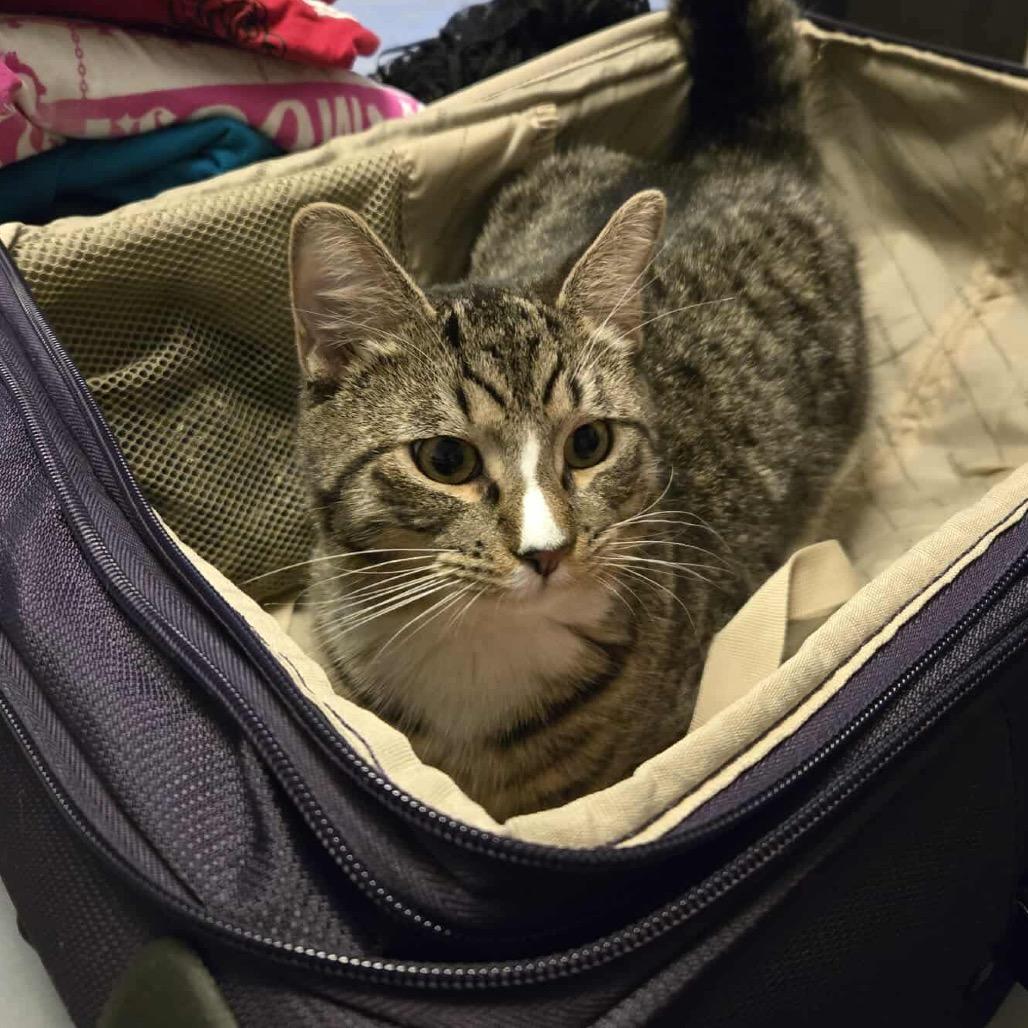 Stephan, a Adoptable Domestic Short Hair in Forest Hills, NY image 1/6