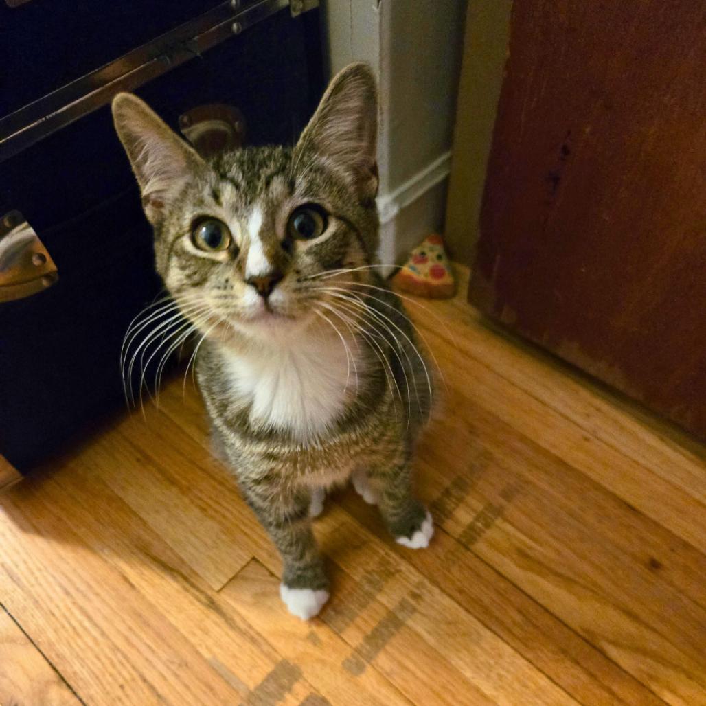 Stephan, a Adoptable Domestic Short Hair in Forest Hills, NY image 3/6