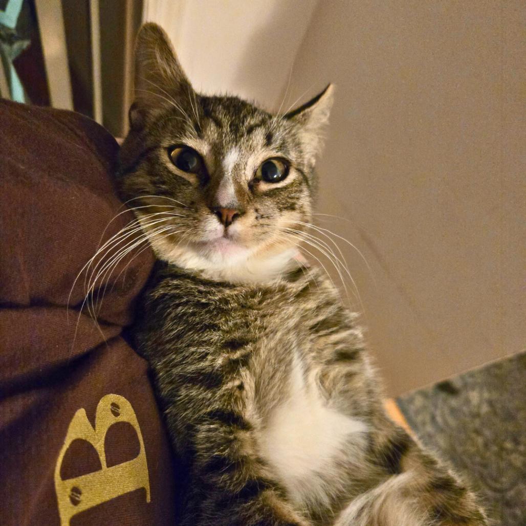 Stephan, a Adoptable Domestic Short Hair in Forest Hills, NY image 6/6