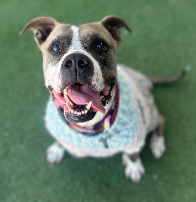 Renegade, a Adoptable Pit Bull Terrier in Fruit Heights, UT image 1/6