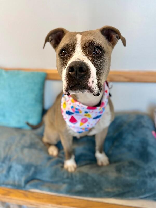 Renegade, a Adoptable Pit Bull Terrier in Fruit Heights, UT image 2/6