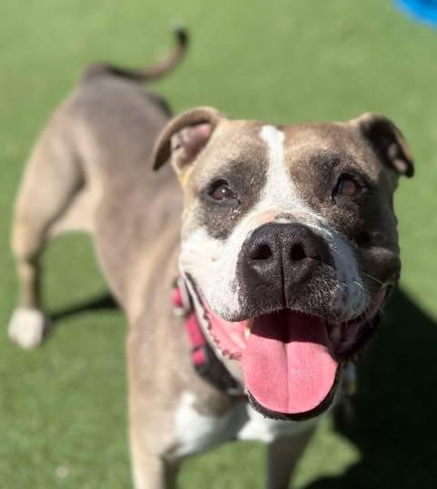 Renegade, a Adoptable Pit Bull Terrier in Fruit Heights, UT image 3/6