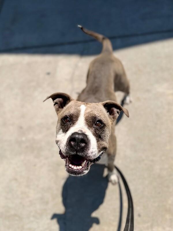 Renegade, a Adoptable Pit Bull Terrier in Fruit Heights, UT image 4/6