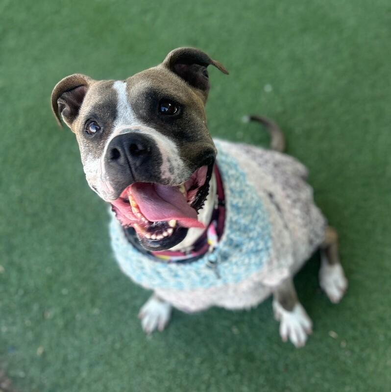 Renegade, a Adoptable Pit Bull Terrier in Fruit Heights, UT image 5/6