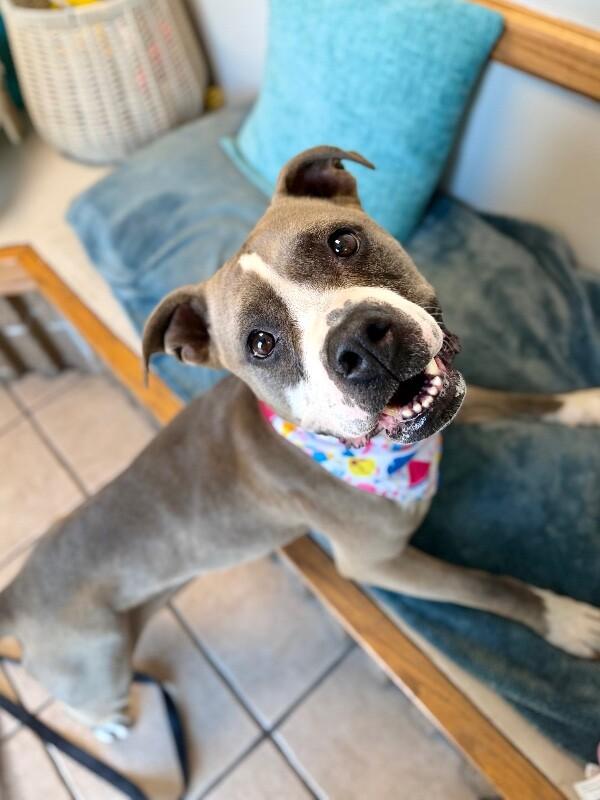 Renegade, a Adoptable Pit Bull Terrier in Fruit Heights, UT image 6/6