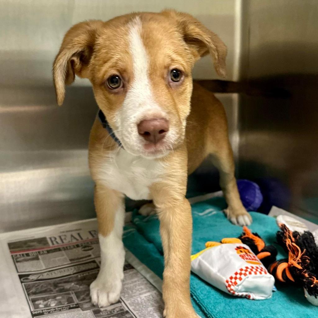 Enlarge Copper K16, a Adoptable mixed breed in Union, MO image 1/5