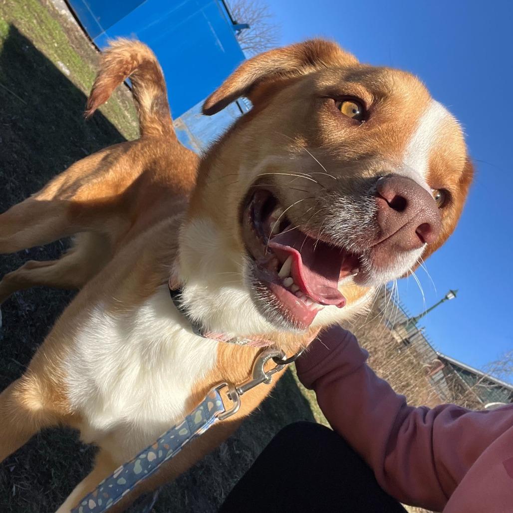 Enlarge Copper K16, a Adoptable mixed breed in Union, MO image 2/5