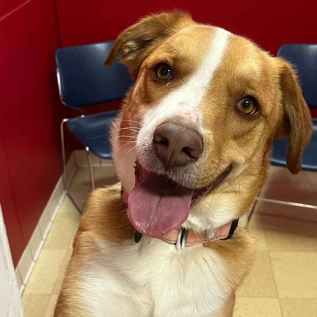 Enlarge Copper K16, a Adoptable mixed breed in Union, MO image 3/5