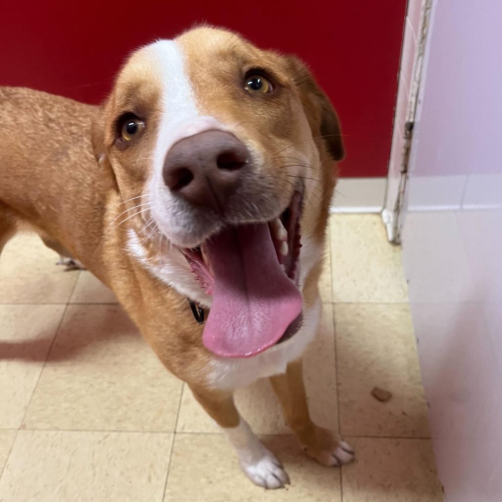 Enlarge Copper K16, a Adoptable mixed breed in Union, MO image 4/5