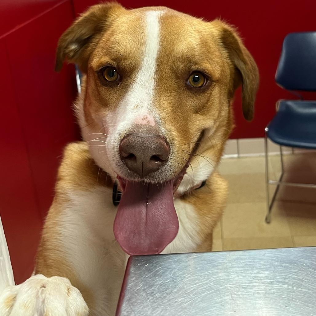 Enlarge Copper K16, a Adoptable mixed breed in Union, MO image 5/5