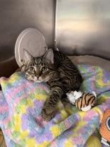 Enlarge Specter, a Adoptable Domestic Short Hair image 1/1