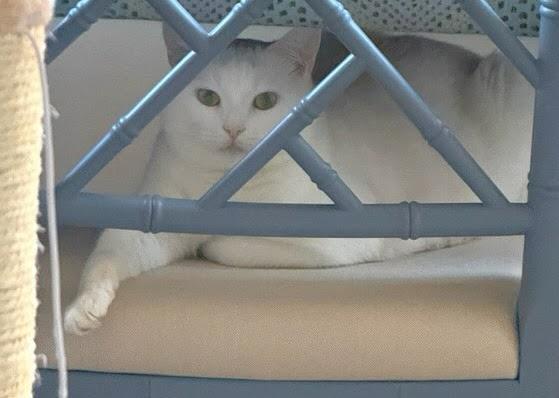 Enlarge Sake', a Adoptable mixed breed in Melrose, MA image 2/5