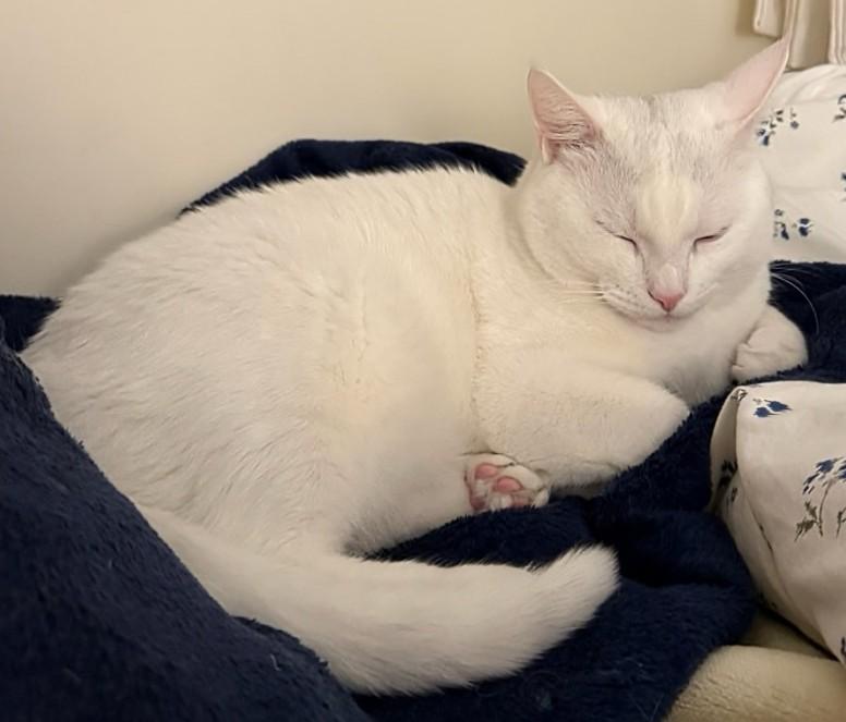 Enlarge Sake', a Adoptable mixed breed in Melrose, MA image 5/5