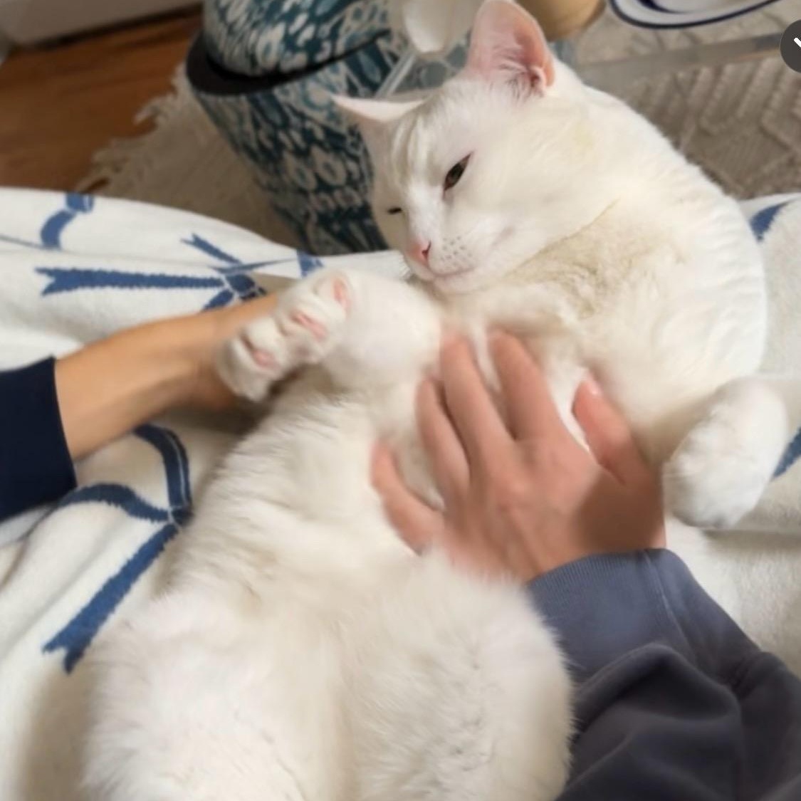 Sake', Adoptable, Young Male Turkish Angora & Domestic Medium Hair.